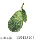 Watercolor whole avocado fruit with leaf and stem. One ripe avocado plant with textured green skin, peel. Hand drawn illustration isolated from background for vegetable market food label, packaging. 135438104