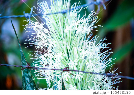 Top view of Sansevieria trifasciata (Birds Nest Sanseviera), focus selective Top view of Sansevieria trifasciata (Birds Nest Sanseviera), focus selective 135438150