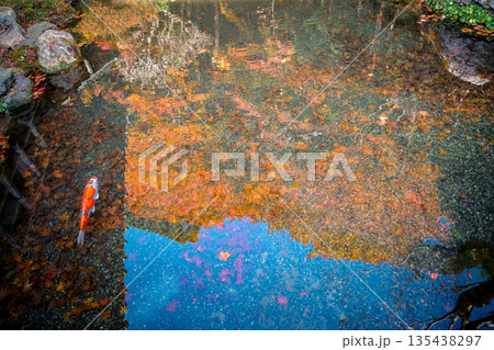 Nov 23 2025 Serene Fish Pond at Jakko in Temple Kyoto 135438297