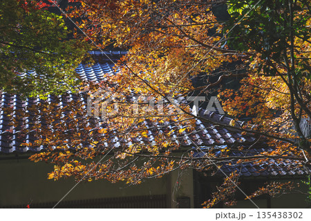 Nov 23 2025 Autumn Leaves Covering Traditional Tiled Roofs in a Jakko in Temple 135438302
