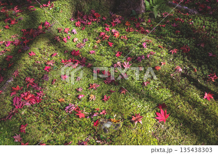 Nov 23 2025 Vibrant Green Moss Ground Cover in Jakko in Temple 135438303