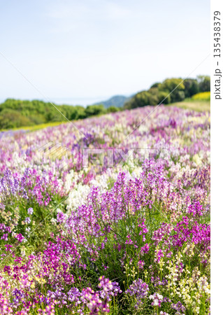 あわじ花さじきのリナリア畑 135438379