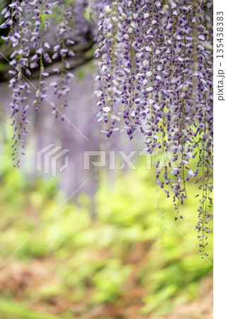 丹波白毫寺の藤 135438383