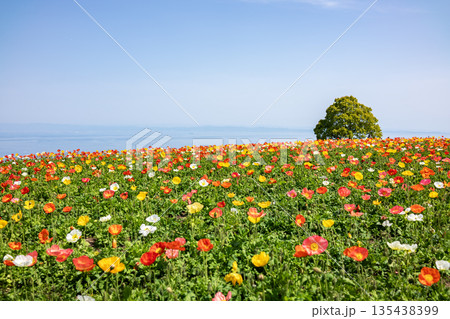 丘の上に広がるカラフルなポピーの花々 135438399