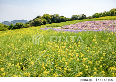菜の花とリナリアの花畑のある風景 135438400