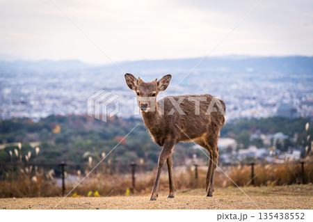 【秋】奈良公園　若草山の鹿【夕景】 135438552