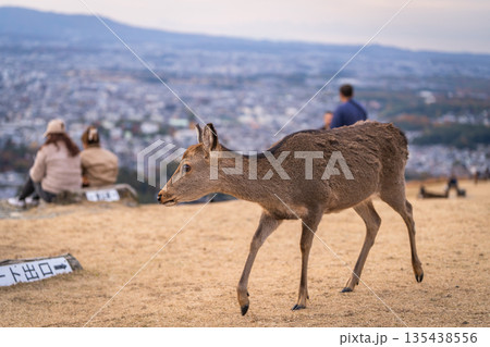 【秋】奈良公園 若草山の鹿【夕景】 【秋】奈良公園 若草山の鹿【夕景】 135438556