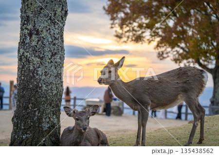 【秋】奈良公園　若草山の鹿【夕景】 135438562