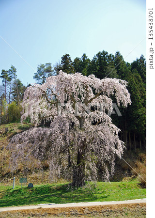 福島県二本松市 福田寺の糸桜 福島県二本松市 福田寺の糸桜 135438701