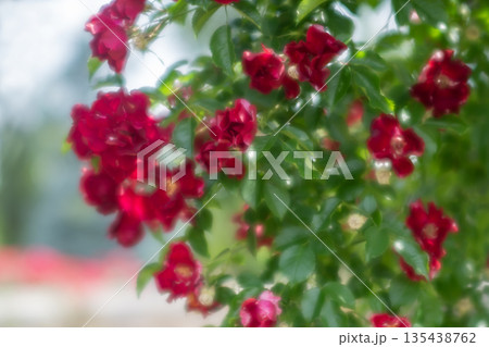 赤いバラの花 赤いバラの花 135438762