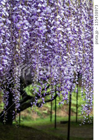 満開の藤の花 135438973