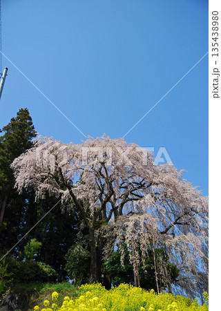 福島県二本松市　合戦場のしだれ桜 135438980