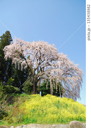 福島県二本松市 合戦場のしだれ桜 福島県二本松市 合戦場のしだれ桜 135438982