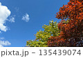 青空に映える紅葉の彩り 135439074