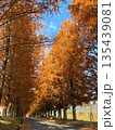 メタセコイア並木道を見上げる秋の縦構図 135439081