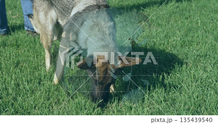 Grazing goat on green grass, beside person in blue denim jeans and brown leather boots Grazing goat on green grass, beside person in blue denim jeans and brown leather boots 135439540