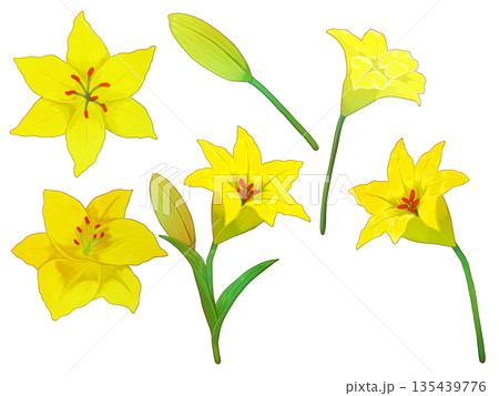 黄色いユリの花の素材 黄色いユリの花の素材 135439776