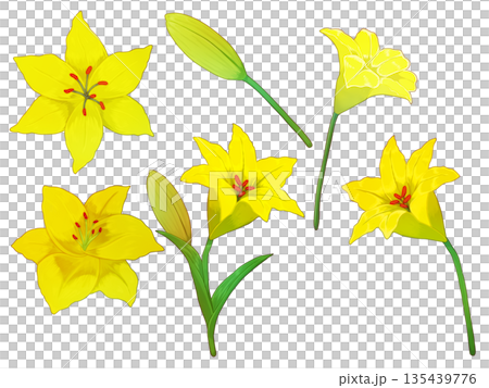 黄色いユリの花の素材 黄色いユリの花の素材 135439776