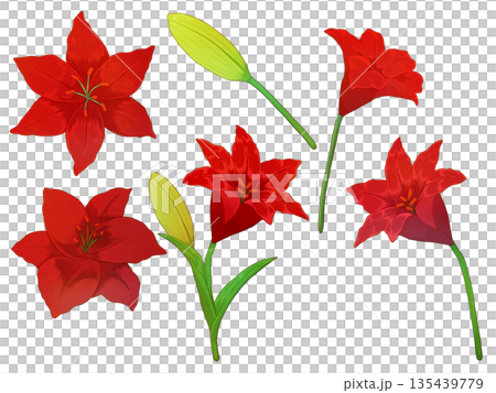 紅色百合花材料 135439779