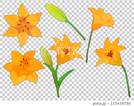 橙色百合花材料 135439780