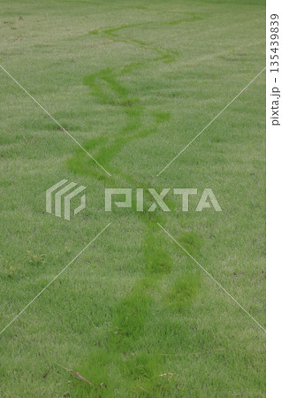 朝露の草原の足跡 135439839