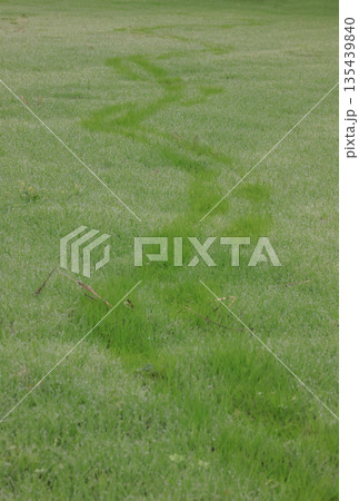 朝露の草原の足跡 朝露の草原の足跡 135439840