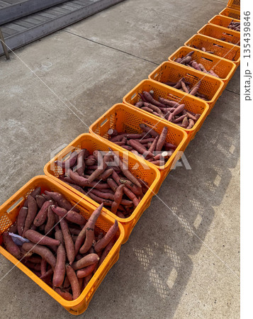 農業用かごに入ったたくさんのさつまいも 詰め放題 農業用かごに入ったたくさんのさつまいも 詰め放題 135439846