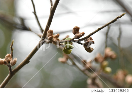 春を待つ桜のつぼみ 春を待つ桜のつぼみ 135439866