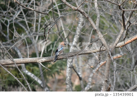 枝にとまるカケス 135439901