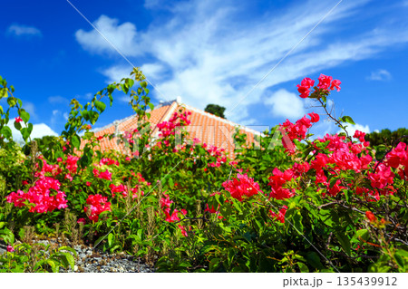 沖縄の瓦屋根と青い空とブーゲンビリア 135439912