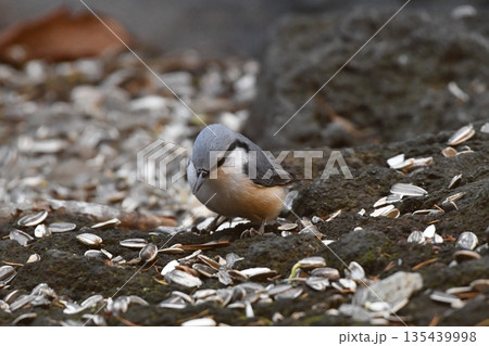 散歩するシジュウカラ 135439998
