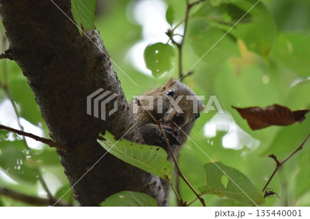 木の上でクルミを食べるリス 135440001
