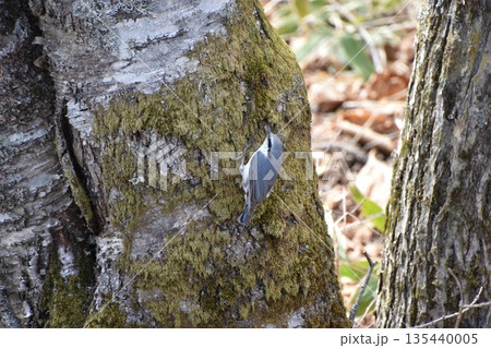 木に止まるシジュウカラ 木に止まるシジュウカラ 135440005