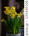 Yellow daffodil flowers in a pot with green leaves, indoor setting with blurred background 135440106