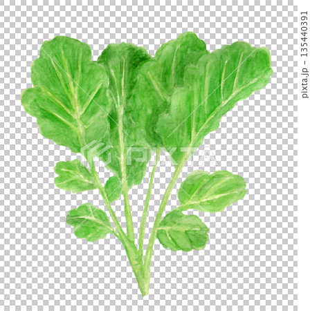 のらぼう菜の手描き水彩イラスト 135440391