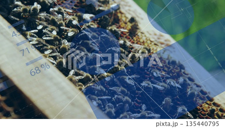 Displaying wooden hive frame showing bees clustering on honeycomb at apiary, with overlay graphics 135440795