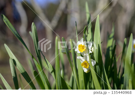 スイセン 花 冬 1月 素材 【神奈川県】 135440968