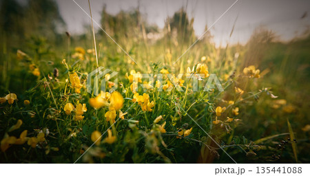 Lotus corniculatus is a flowering plant in the pea family Fabaceae. Common names include common bird's-foot trefoil, eggs and bacon, birdsfoot deervetch, and just bird's-foot trefoil - a name also 135441088