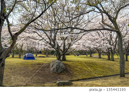 別府南立石公園の桜並木 135441193