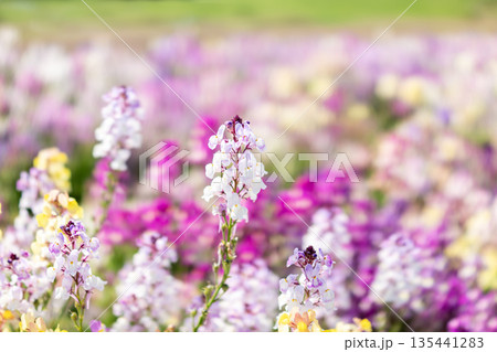 春の花壇に咲くリナリアの花 春の花壇に咲くリナリアの花 135441283