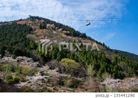 別府ロープウェイと鶴見岳の桜 135441290