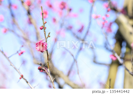 鹿児島梅 紅梅 梅の木 花 冬 春 1月 素材 【神奈川県】 135441442