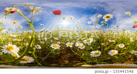 Chamomile daisy poppy meadow landscape panorama under bright sun and clear blue sky in equirectangular 360 degree view 135441548