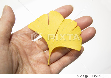 It's a ginkgo leaf placed on the hand. 135441558
