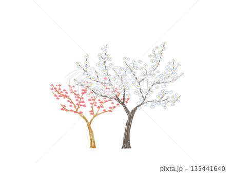 満開の白梅と紅梅の木 満開の白梅と紅梅の木 135441640