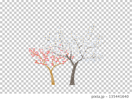 満開の白梅と紅梅の木 満開の白梅と紅梅の木 135441640