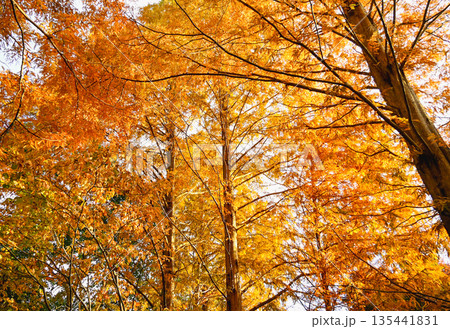 紅葉したメタセコイアの林 紅葉したメタセコイアの林 135441831