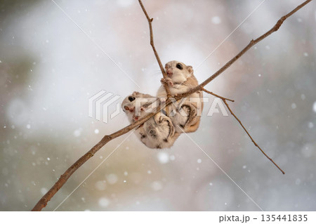 森でたたずむエゾモモンガの夫婦 森でたたずむエゾモモンガの夫婦 135441835