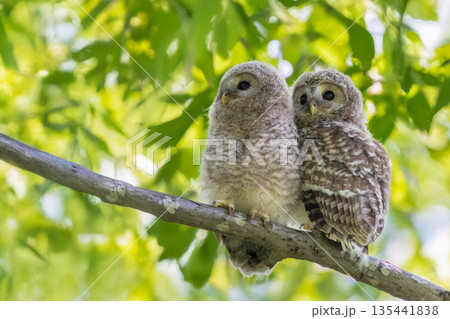 木の枝でたたずむエゾフクロウの子供 135441838