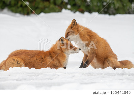 雪原でくつろぐキタキツネの夫婦 135441840